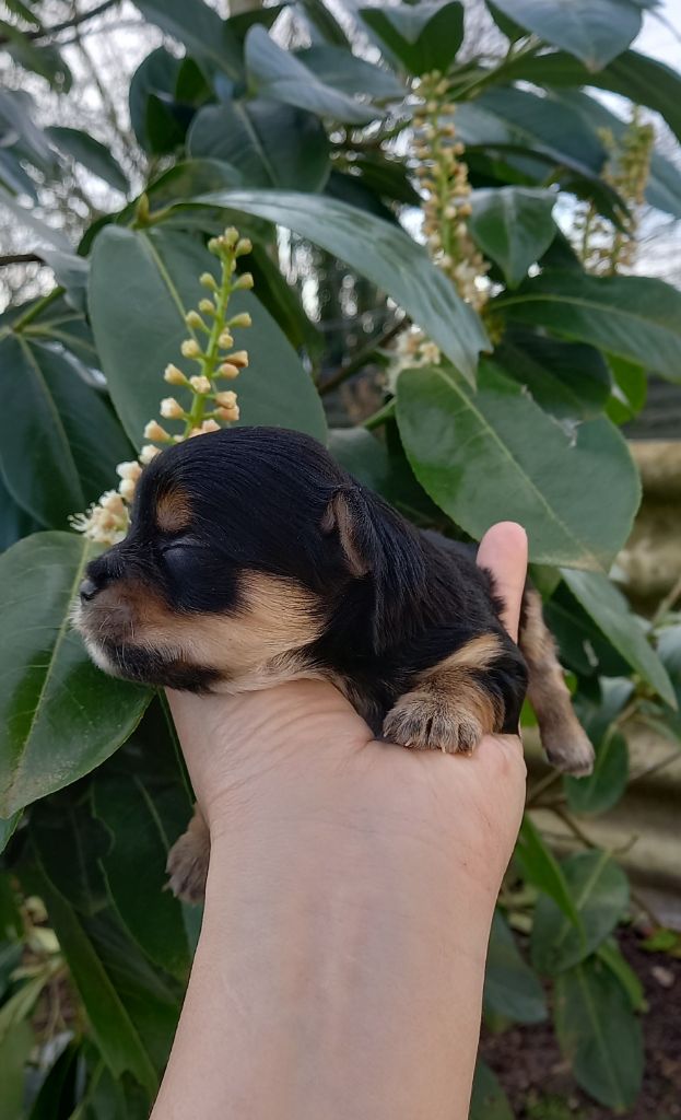 Feeldjy - Chiot disponible  - Yorkshire Terrier