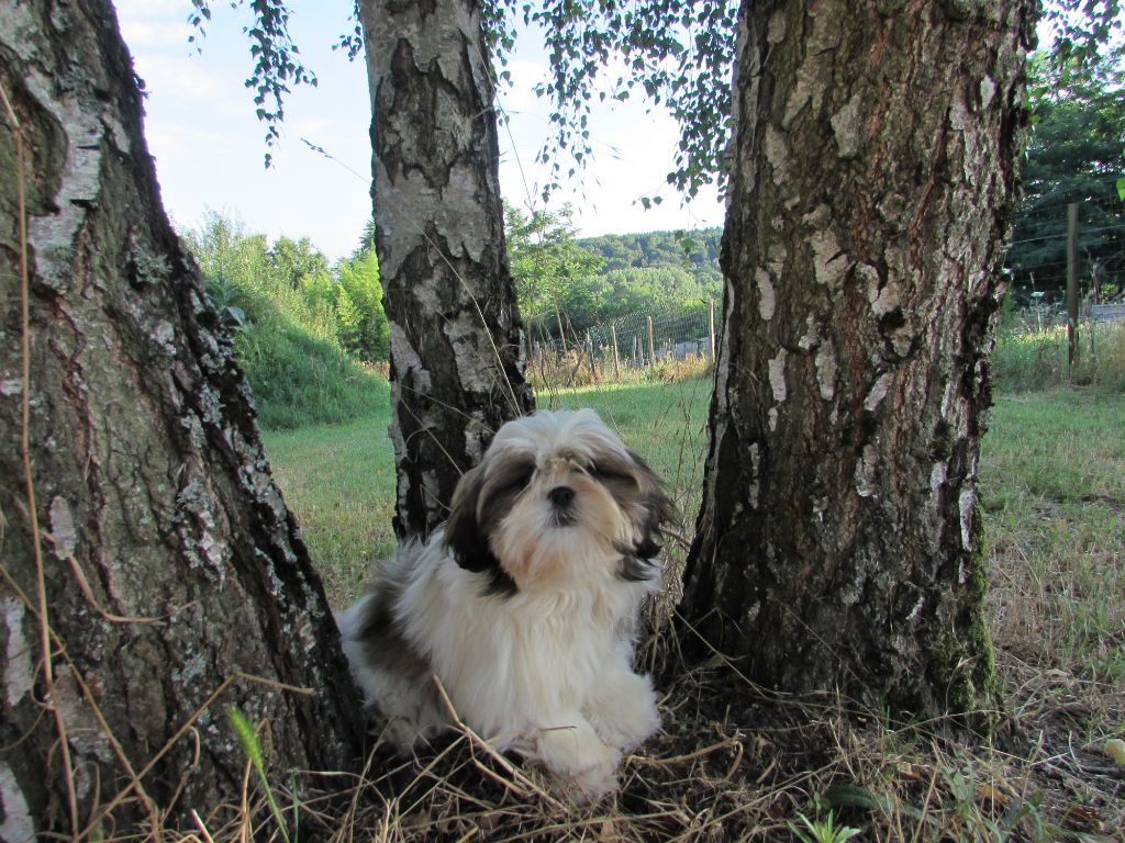 chiots shih tzu 
