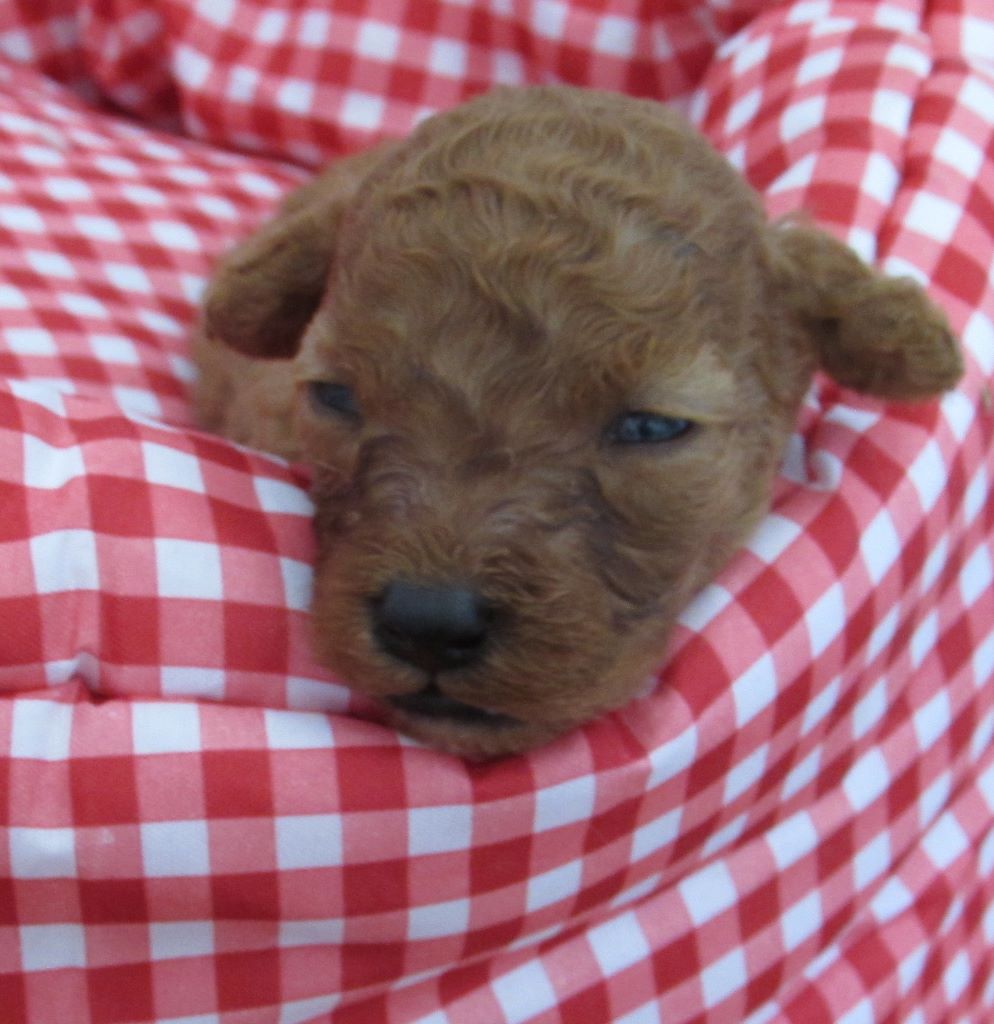 CHIOT