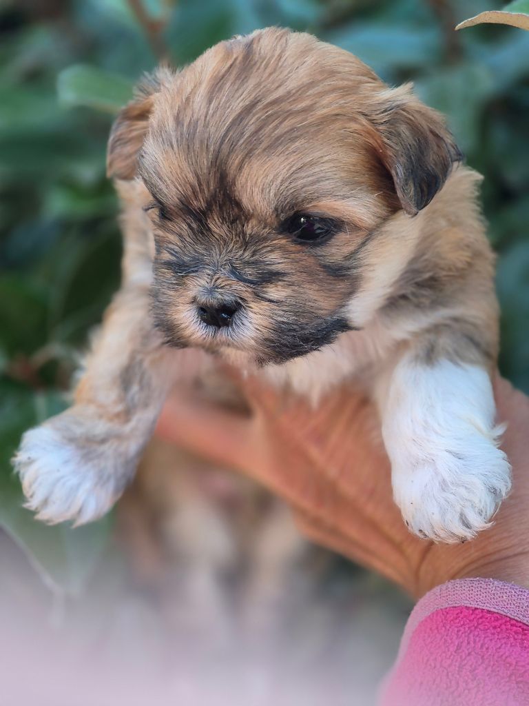 Feeldjy - Chiots disponibles - Shih Tzu